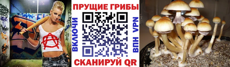 Псилоцибиновые грибы GOLDEN TEACHER  купить наркоту  Салават 